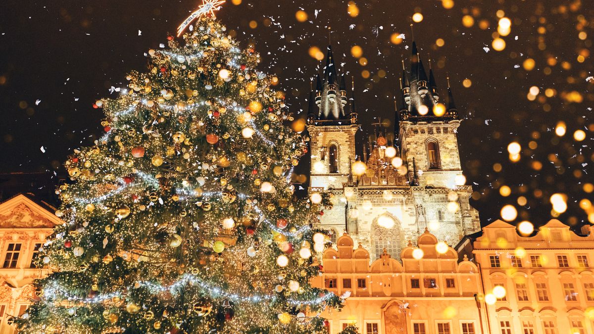 Vánoční smrk na Staroměstském náměstí v Praze bude letos z Ústeckého kraje